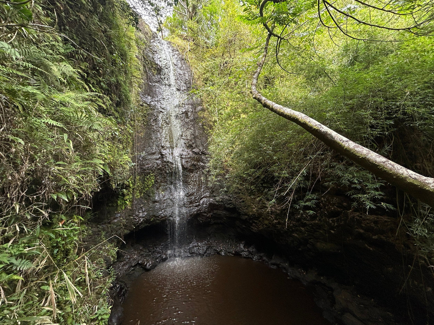 Ultimate Guide To The Ka’au Crater Hike